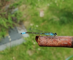 Coenagrion angulatum