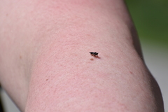 Cerotainia macrocera