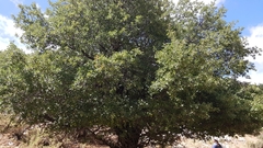 Prunus ursina