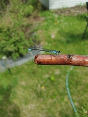 Coenagrion angulatum