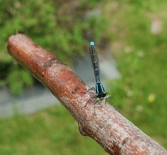 Coenagrion angulatum