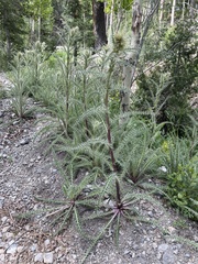 Cirsium eatonii clokeyi