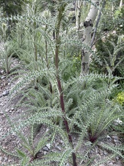 Cirsium eatonii clokeyi