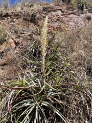 Puya densiflora