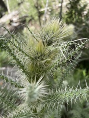Cirsium eatonii clokeyi