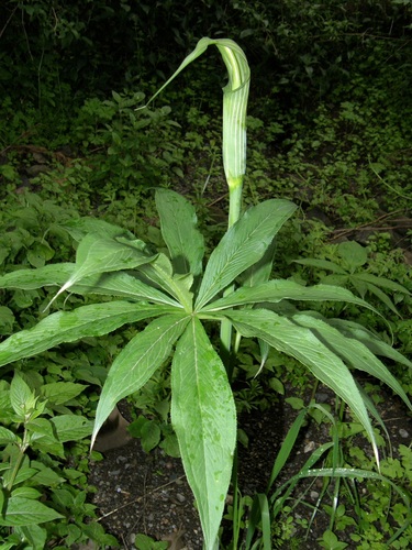 Arisaema schimperianum image