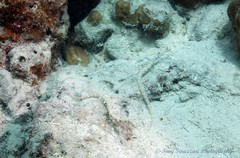 Corythoichthys haematopterus