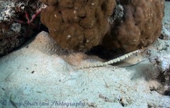 Corythoichthys haematopterus