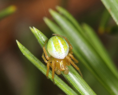 Araneus bivittatus