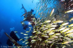 Lutjanus xanthopinnis