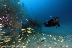 Lutjanus xanthopinnis