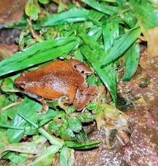 Microhyla ornata