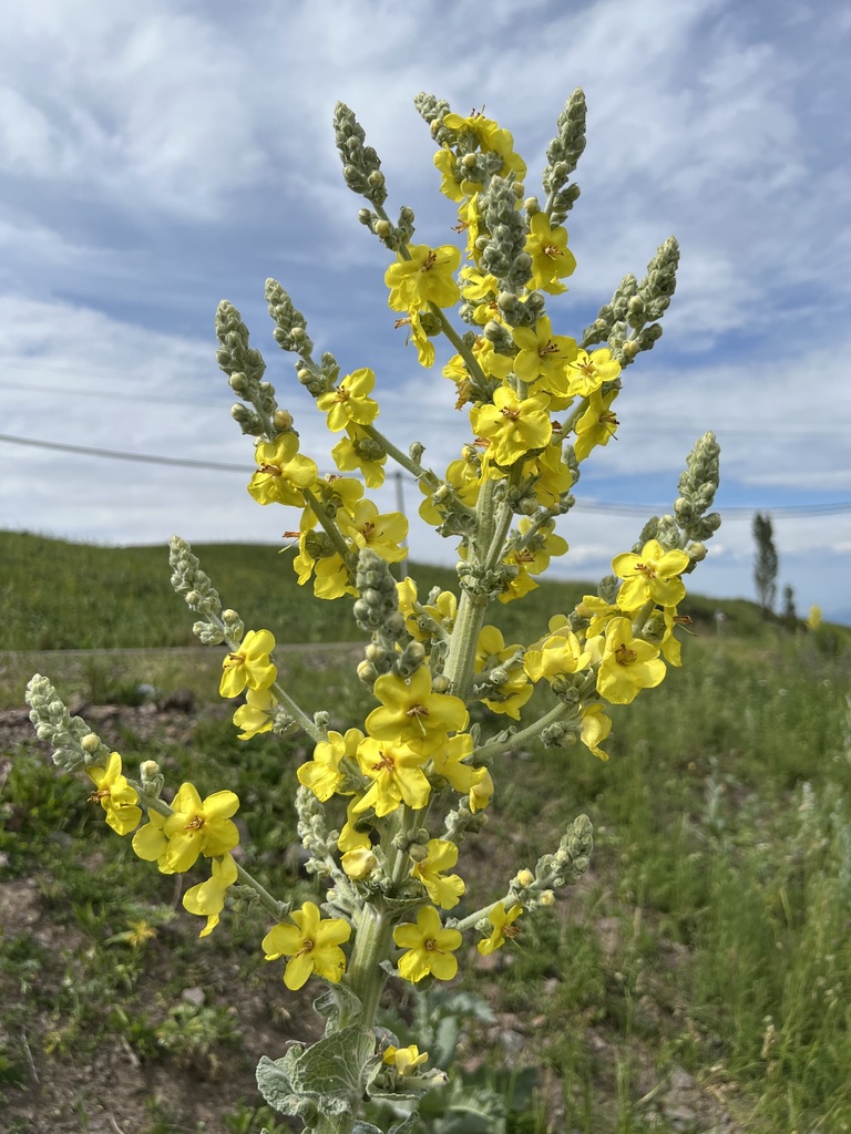 Verbascum songaricum