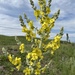 Verbascum songaricum - Photo (c) Айдана, some rights reserved (CC BY-NC), uploaded by Айдана