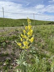 Verbascum songaricum