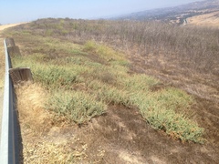 Atriplex serenana serenana