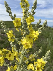 Verbascum songaricum