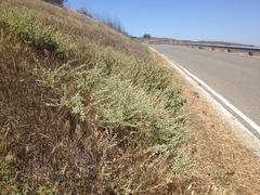 Atriplex serenana serenana