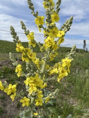 Verbascum songaricum