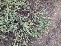Atriplex serenana serenana
