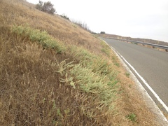 Atriplex serenana serenana