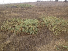 Atriplex serenana serenana
