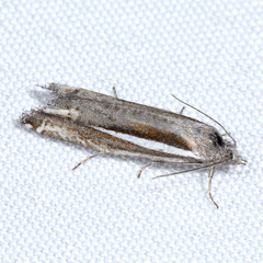 Eucosma spiculana
