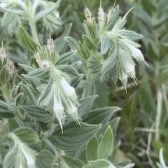 Lithospermum occidentale