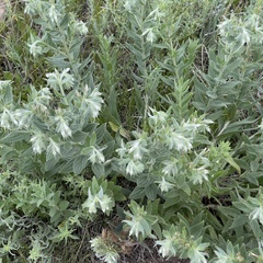 Lithospermum occidentale