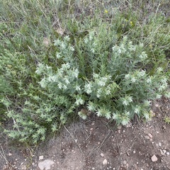 Lithospermum occidentale
