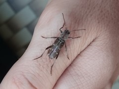 Xylotrechus smei