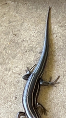 Plestiodon inexpectatus