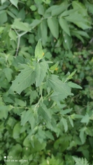 Atriplex patula
