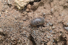 Homoeogamia mexicana