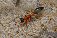 Methocha articulata