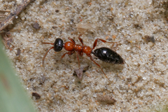 Methocha articulata