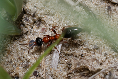 Methocha articulata