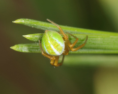 Araneus bivittatus