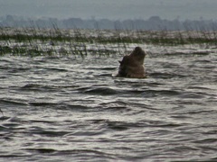 Hippopotamus amphibius