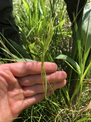 Lysimachia quadriflora