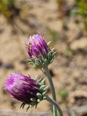 Jurinea ewersmannii
