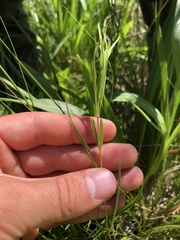 Lysimachia quadriflora