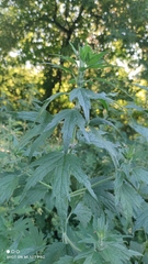 Leonurus quinquelobatus