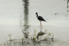 Himantopus mexicanus