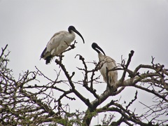 Threskiornis aethiopicus