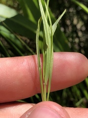 Lysimachia quadriflora