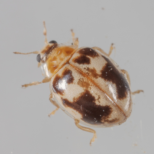 Kidney-spotted Fairy Lady Beetle photo 4
