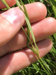 Lysimachia quadriflora