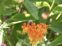 Apis mellifera
