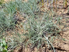 Jurinea ewersmannii